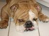 Engelsk bulldog Ib [ Himmelhund]