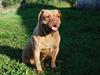 Dogue de bordeaux Desteny [ Himmelhund]