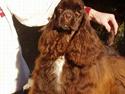 Amerikansk cocker spaniel Truly Yours Jennifer Lope