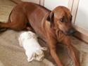 Rhodesian ridgeback Monomotabas Ruby Cabernet