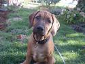 Rhodesian ridgeback Aisha