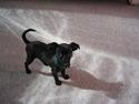 Griffon petit brabancon Loke