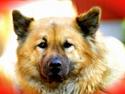 Eurasier Bailey