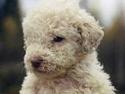 Lagotto romagnolo Crisantemo Lapinlumon