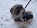 Shih tzu malu og milla her
