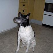 Dansk svensk gaardhund Lady