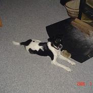 Blanding af racer Terry