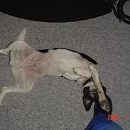 Blanding af racer Terry