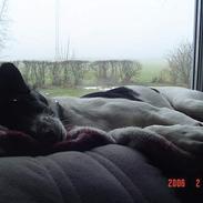 Blanding af racer Terry