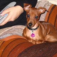 Dvaergpinscher Suzzie -R.I.P