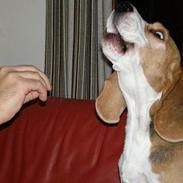 Beagle Otto
