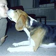 Beagle Otto