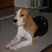 Beagle Otto