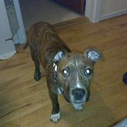 Amerikansk staffordshire terrier A´Rikki