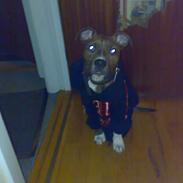 Amerikansk staffordshire terrier A´Rikki