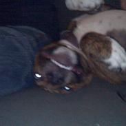 Amerikansk staffordshire terrier A´Rikki