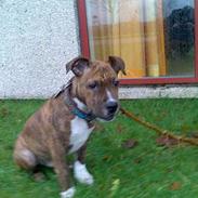 Amerikansk staffordshire terrier A´Rikki