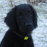 Flat coated retriever William