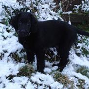 Flat coated retriever William