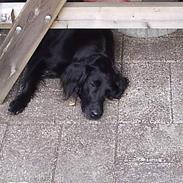 Flat coated retriever belli DøD