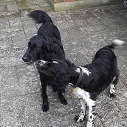 Flat coated retriever belli DøD