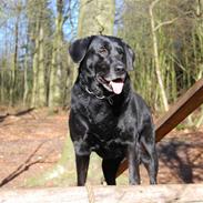 Labrador retriever Ninka