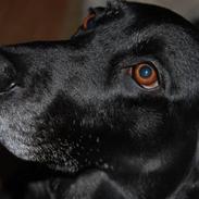 Labrador retriever Ninka