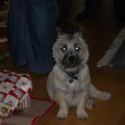 Cairn terrier Tjavs