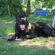 Cane corso Tyson