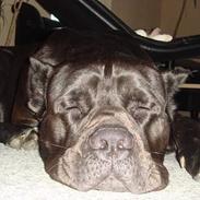 Cane corso Tyson