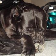 Cane corso Tyson