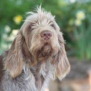 Spinone Hugo