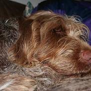 Spinone Hugo