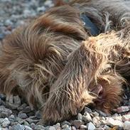 Spinone Hugo