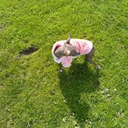 Xoloitzcuintle Fila