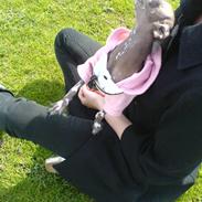 Xoloitzcuintle Fila