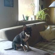 Chihuahua (¤_Beauty_¤)