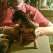 Chihuahua (¤_Beauty_¤)