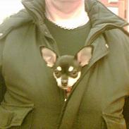 Chihuahua (¤_Beauty_¤)