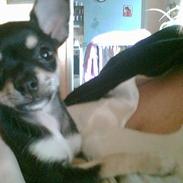 Chihuahua (¤_Beauty_¤)