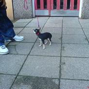 Chihuahua (¤_Beauty_¤)