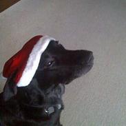 Blanding af racer Kato R.I.P