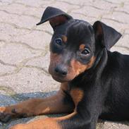 Dvaergpinscher Armani