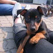 Dvaergpinscher Armani