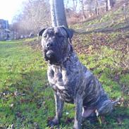 Dogo canario **Tiger**