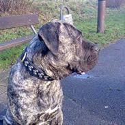 Dogo canario **Tiger**