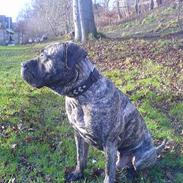 Dogo canario **Tiger**