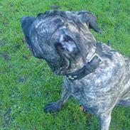 Dogo canario **Tiger**