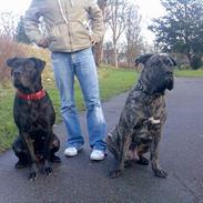 Dogo canario **Tiger**