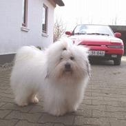 Coton de tulear Hjalte